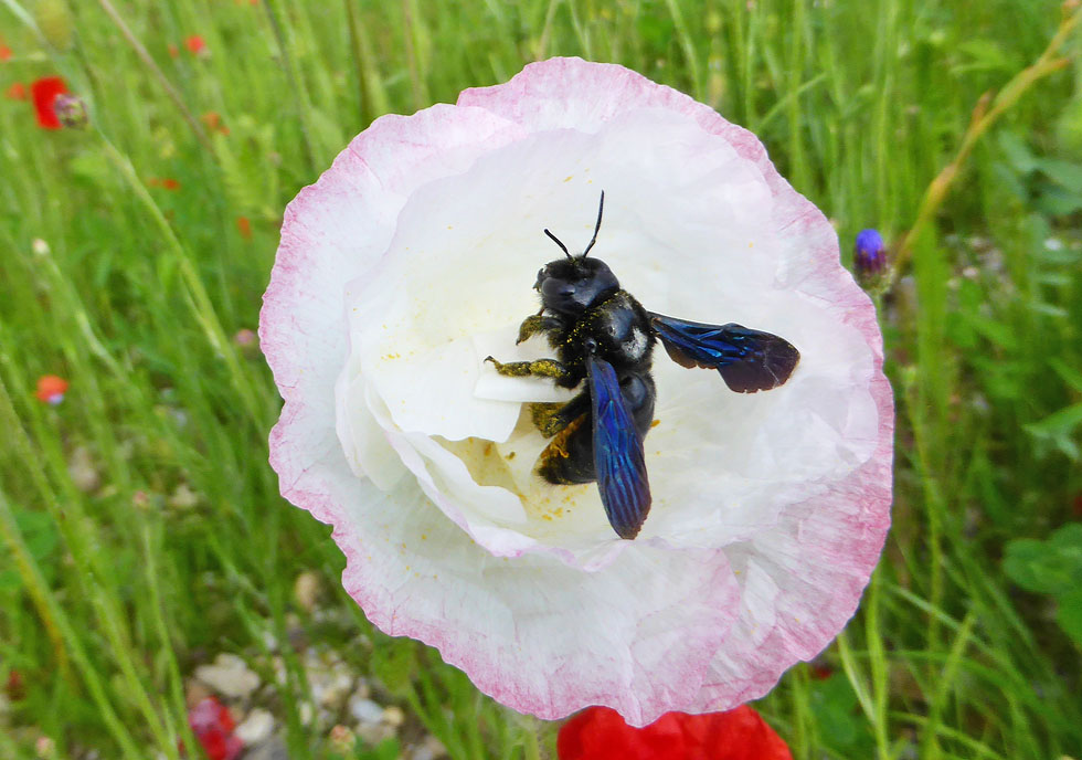 Blaue Holzbiene auf Mohn