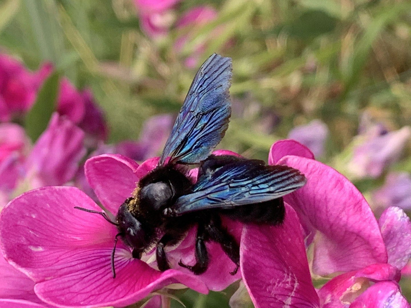 Blaue Holzbiene