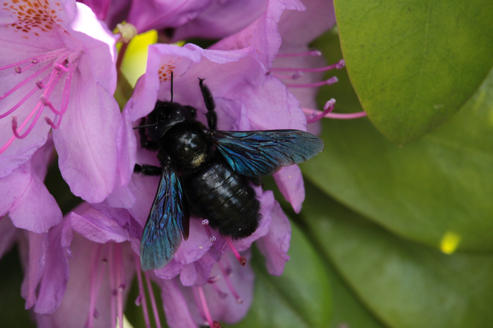 Blaue Holzbiene