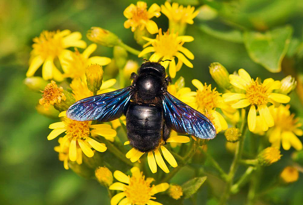 Blaue Holzbiene