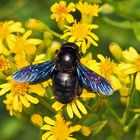 Blaue Holzbiene