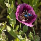 Blaue Holzbiene bei der Arbeit