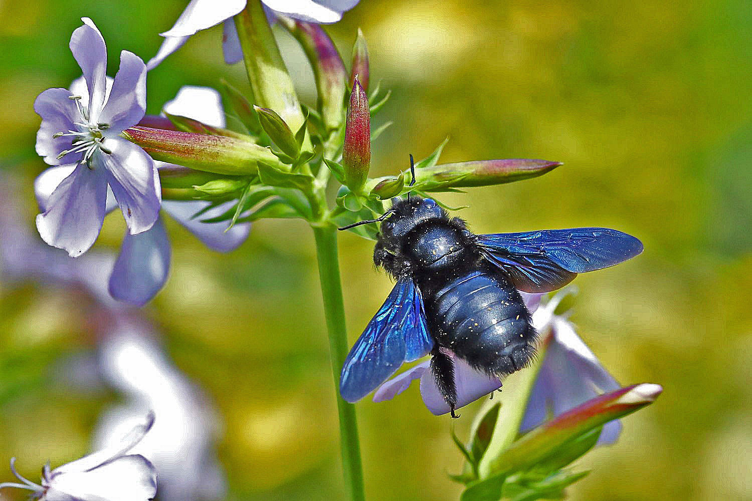 Blaue Holzbiene