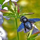 Blaue Holzbiene