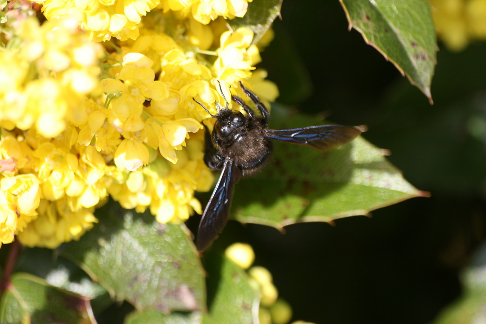 Blaue Holzbiene