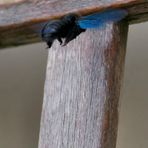 blaue Holzbiene