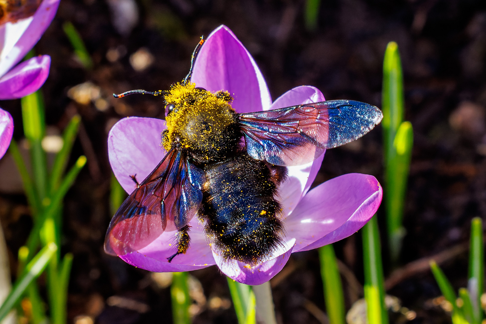 Blaue Holzbiene