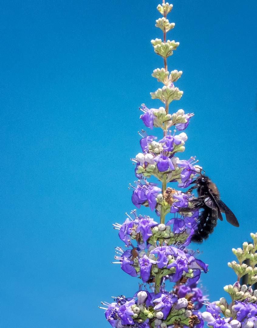 Blaue Holzbiene