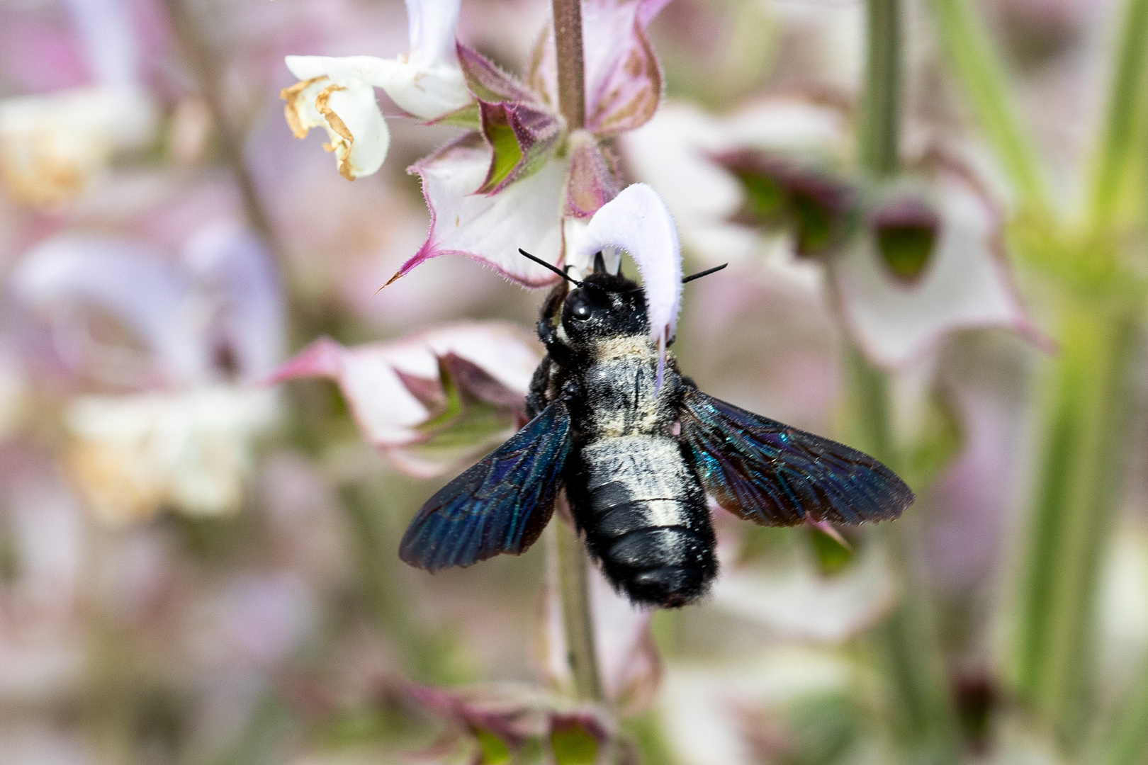 Blaue Holzbiene