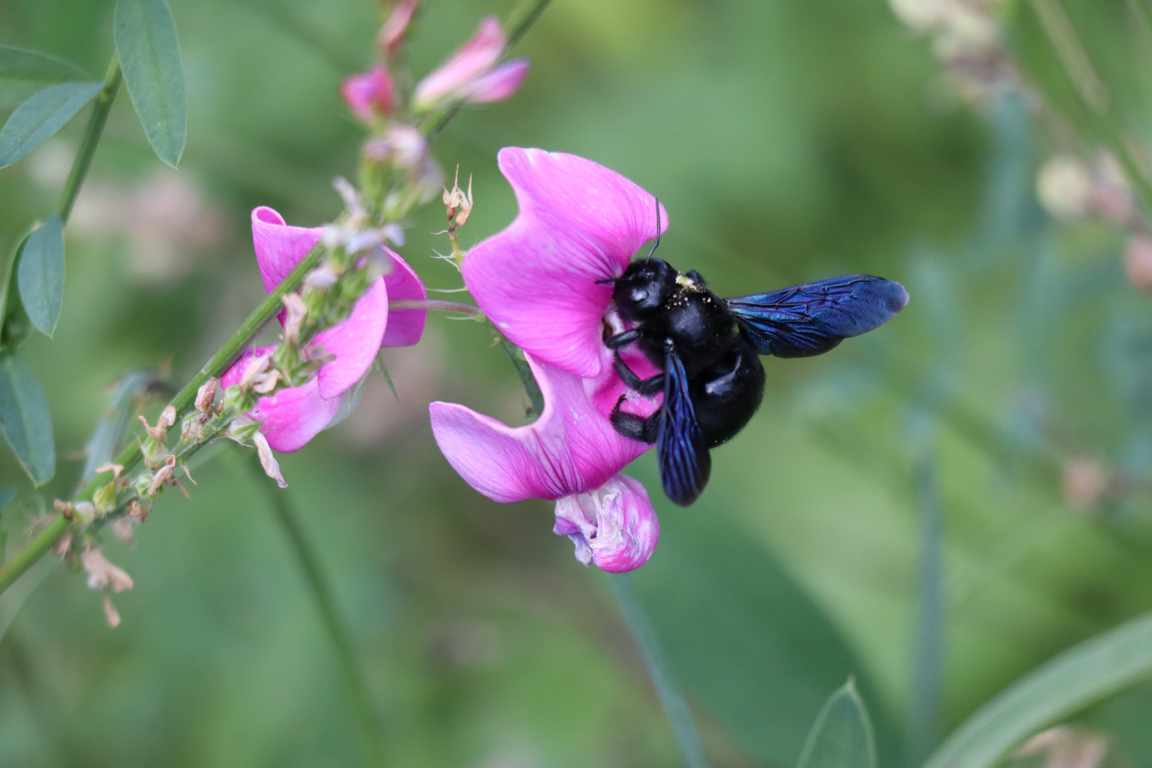 Blaue Holzbiene