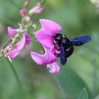 Blaue Holzbiene