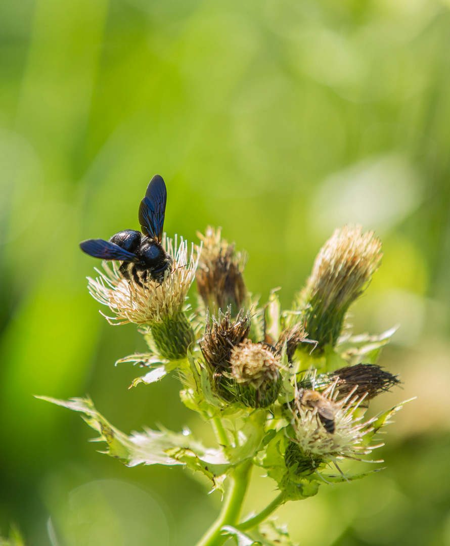 Blaue Holzbiene