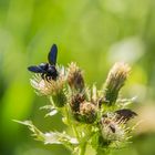 Blaue Holzbiene