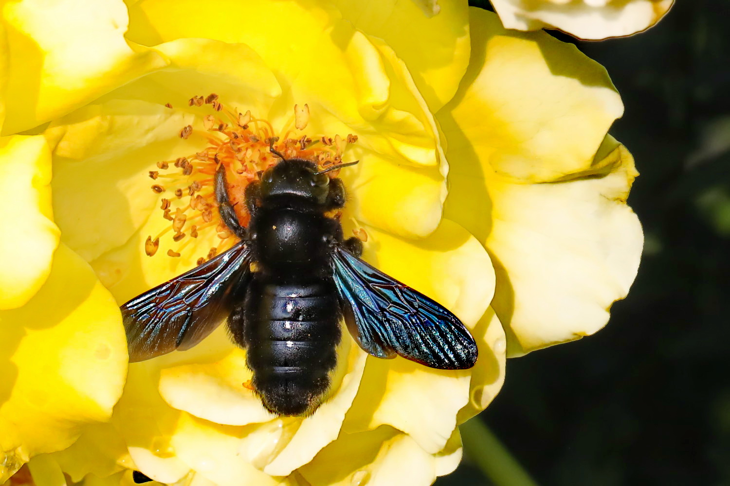 Blaue Holzbiene