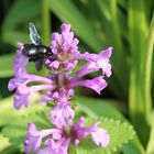 Blaue Holzbiene