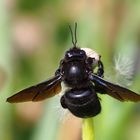 Blaue Holzbiene - ein beeindruckendes Insekt!