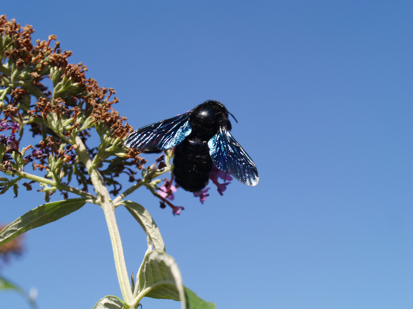 Blaue Holzbiene