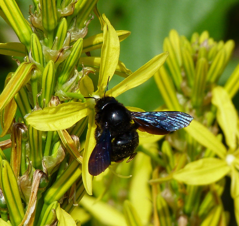 Blaue Holzbiene