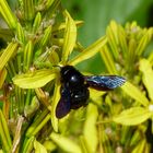 Blaue Holzbiene