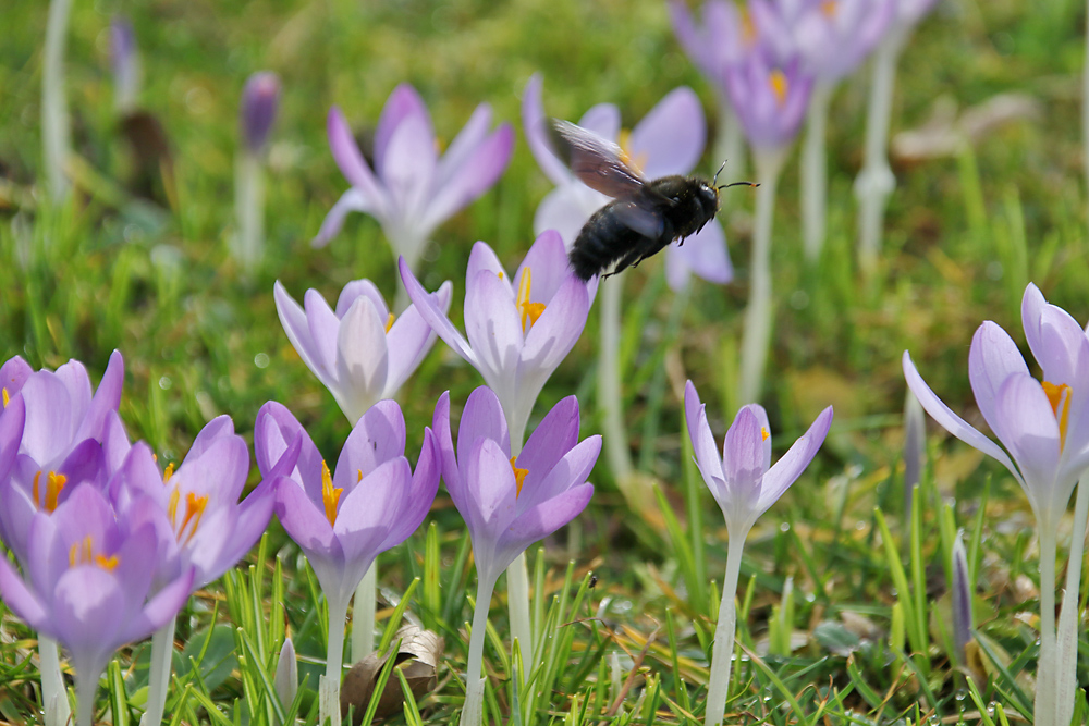 Blaue Holzbiene fliegend im Krokusland