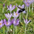 Blaue Holzbiene fliegend im Krokusland