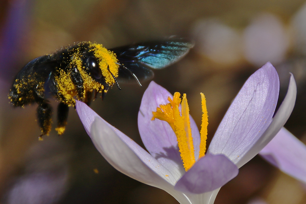 Blaue Holzbiene im Anflug auf die Krokusblüte