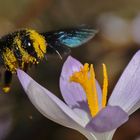 Blaue Holzbiene im Anflug auf die Krokusblüte