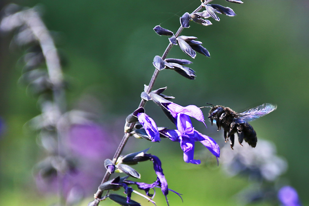 blaue Holzbiene im Anflug