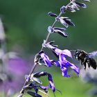 blaue Holzbiene im Anflug