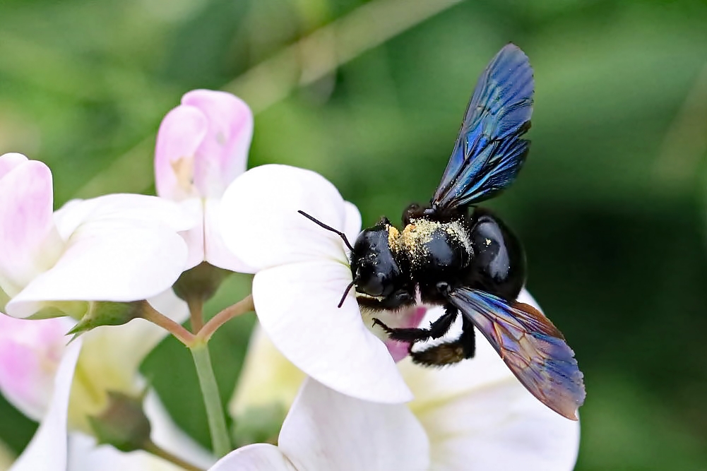 Blaue Holzbiene im Garten