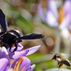 Blaue Holzbiene im Größenvergleich