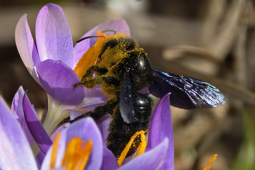 Blaue Holzbiene im "Krokus-Wahn"