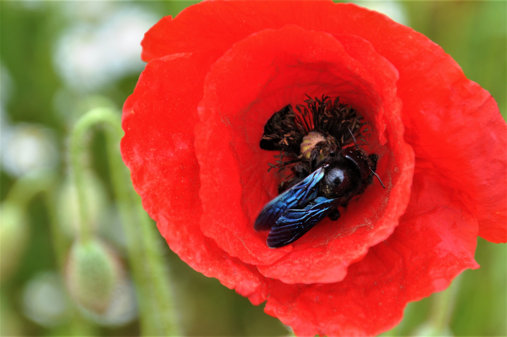 Blaue Holzbiene im Mohn