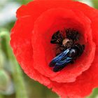 Blaue Holzbiene im Mohn