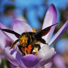 Blaue Holzbiene im Vorfrühling