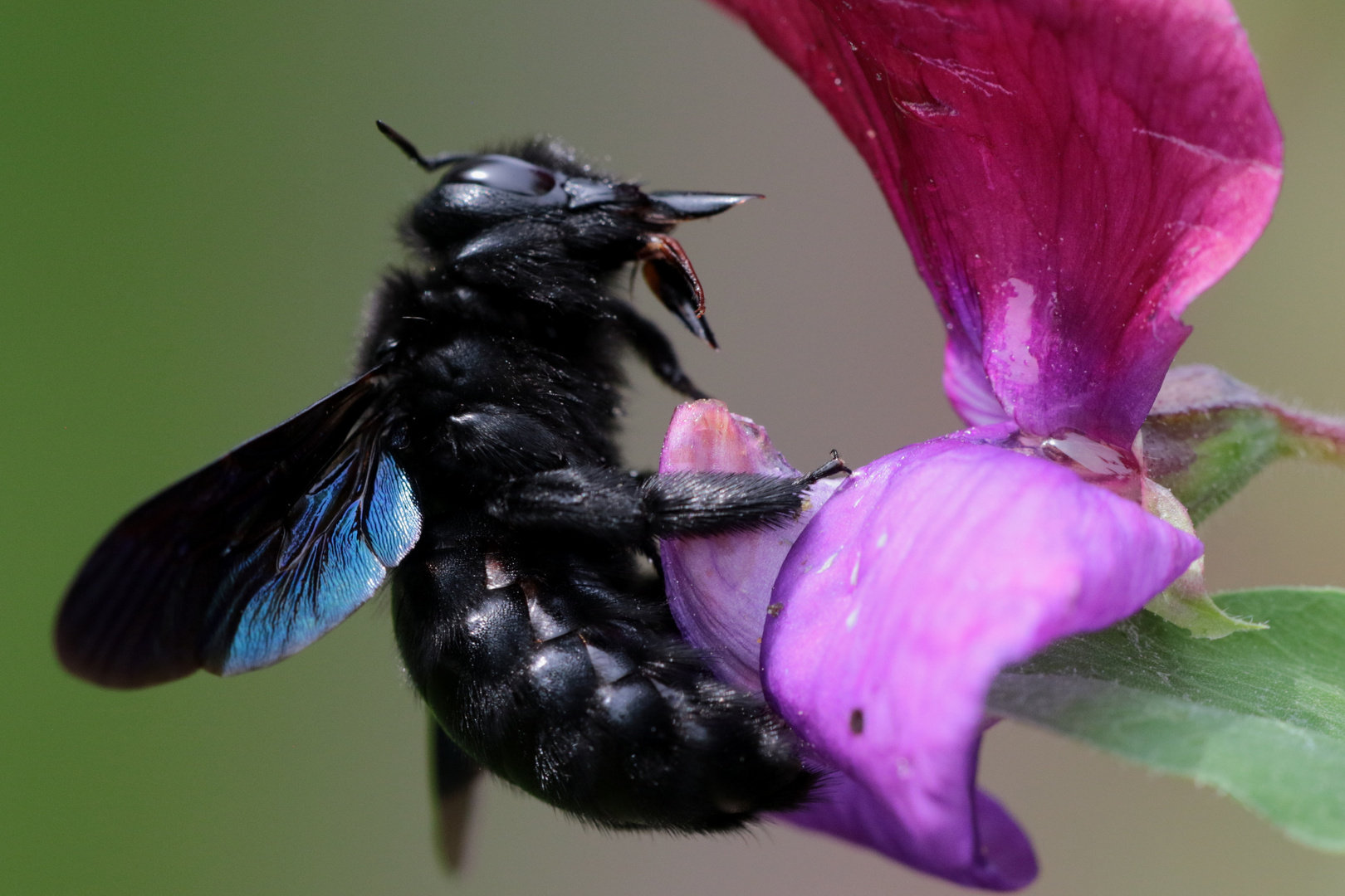 blaue Holzbiene IMG_0885