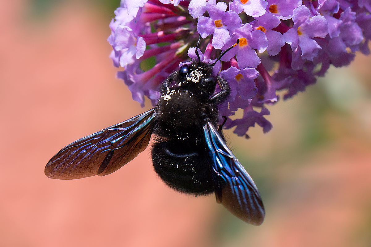 Blaue Holzbiene, Männchen