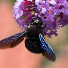 Blaue Holzbiene, Männchen