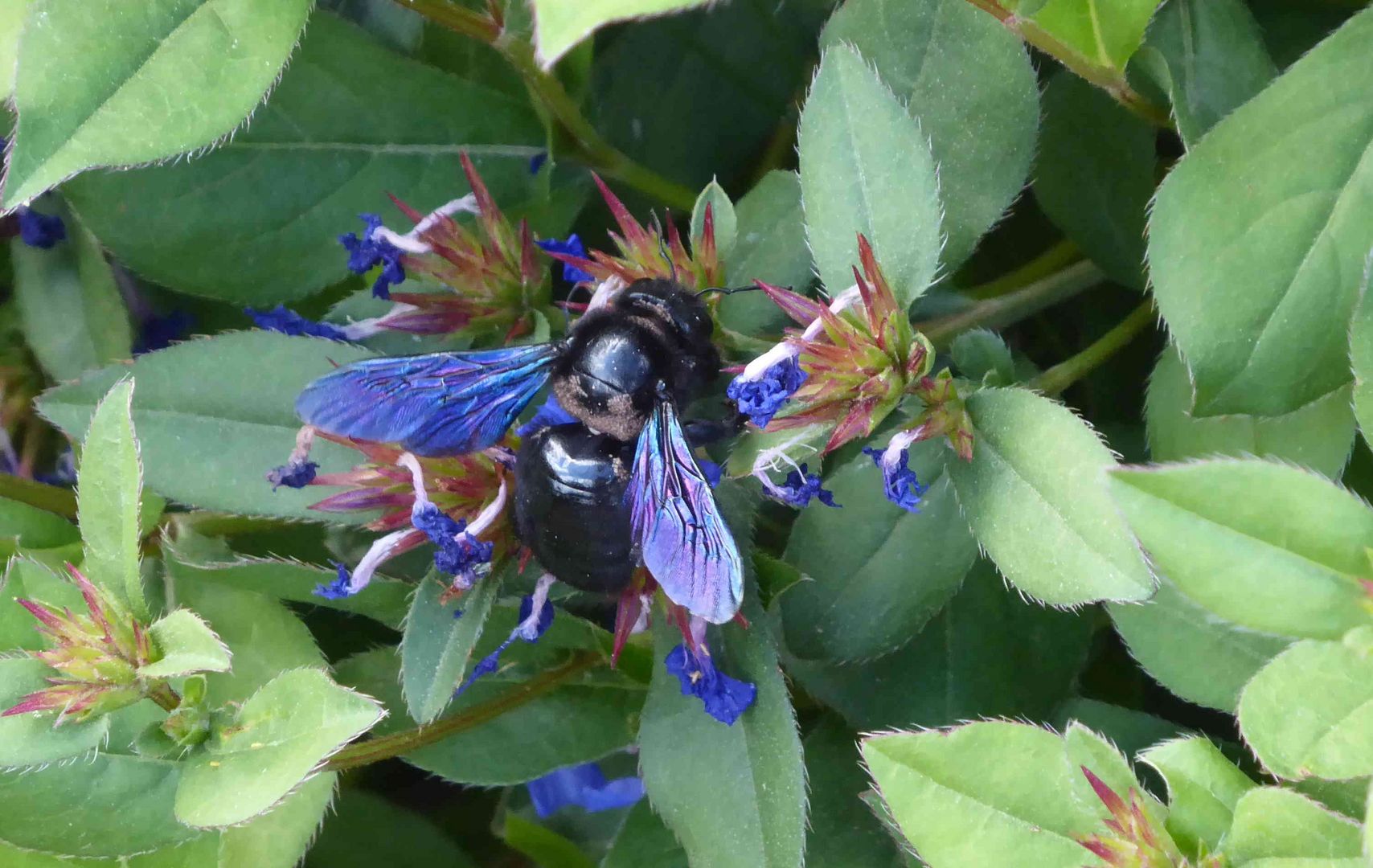 Blaue Holzbiene - Samstag Blühpflanzenbesucher