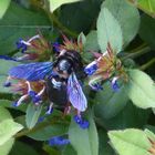 Blaue Holzbiene - Samstag Blühpflanzenbesucher