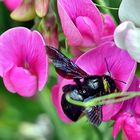 Blaue Holzbiene schwirrt vor Wicke