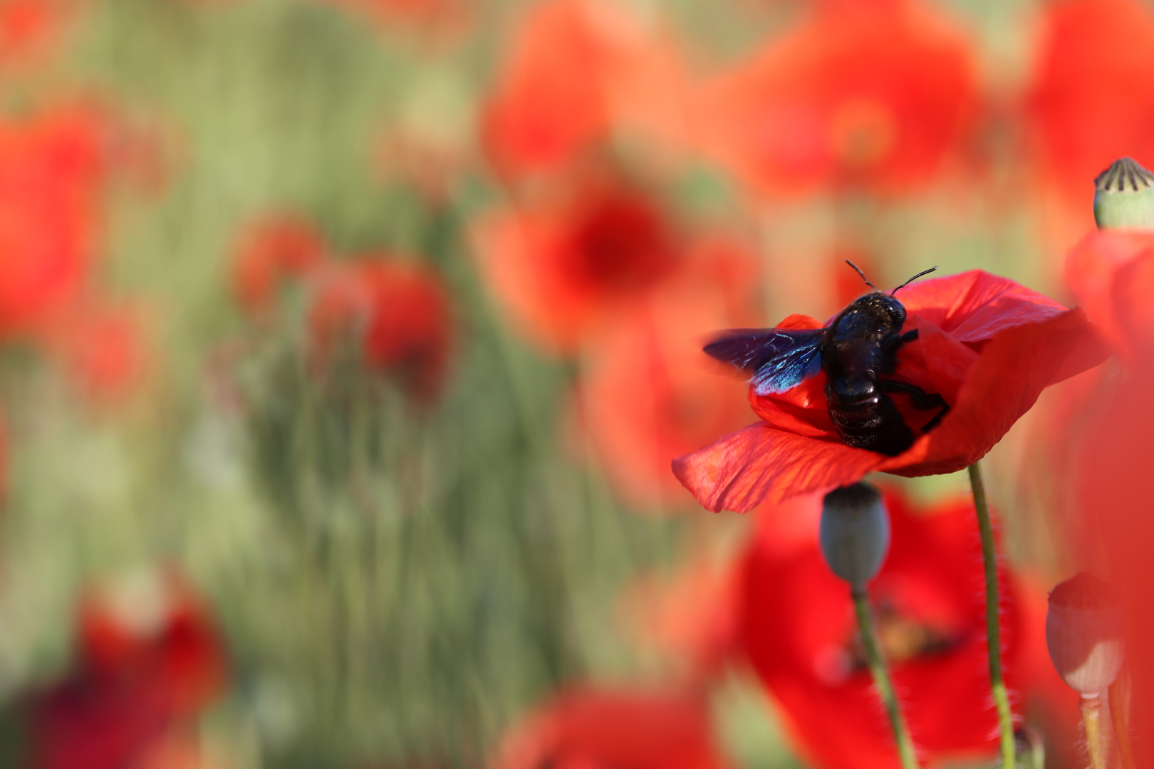 Blaue Holzbiene und Mohnblume