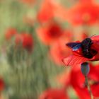 Blaue Holzbiene und Mohnblume