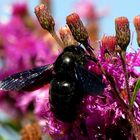 Blaue Holzbiene (Xylocopa violacea)