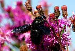 Blaue Holzbiene (Xylocopa violacea)