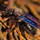 Blaue Holzbiene (Xylocopa violacea) (2)