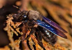 Blaue Holzbiene (Xylocopa violacea) (2)