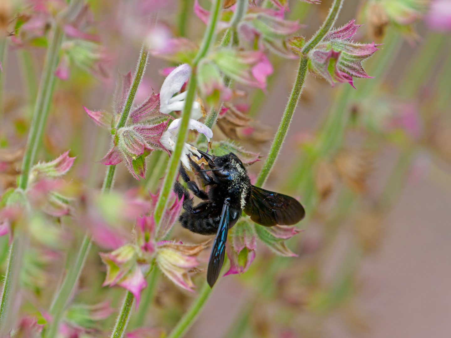 Blaue Holzbiene (Xylocopa violacea)