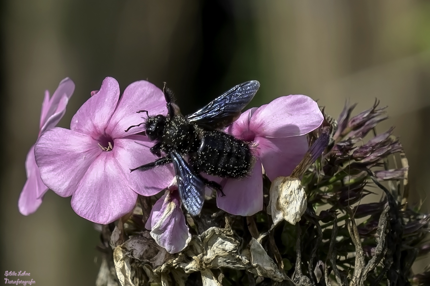 Blaue Holzbiene (Xylocopa violacea)