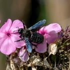 Blaue Holzbiene (Xylocopa violacea)